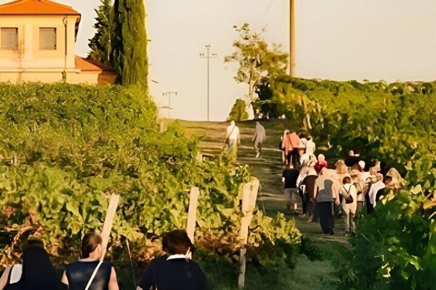 Wine Tasting Trident Line with Streghette Imolasi 5