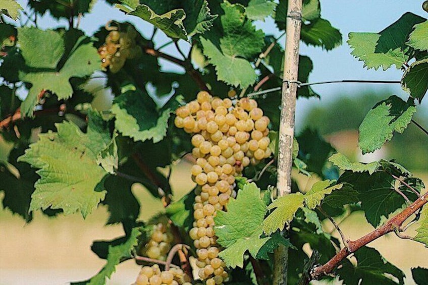 Wine Tasting Native Selections with Streghette Imolasi 1
