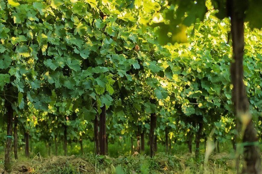 Wine Tasting Native Selections with Streghette Imolasi 5
