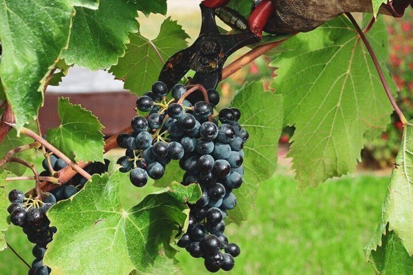 Wine Tasting Native Selections with Streghette Imolasi 3