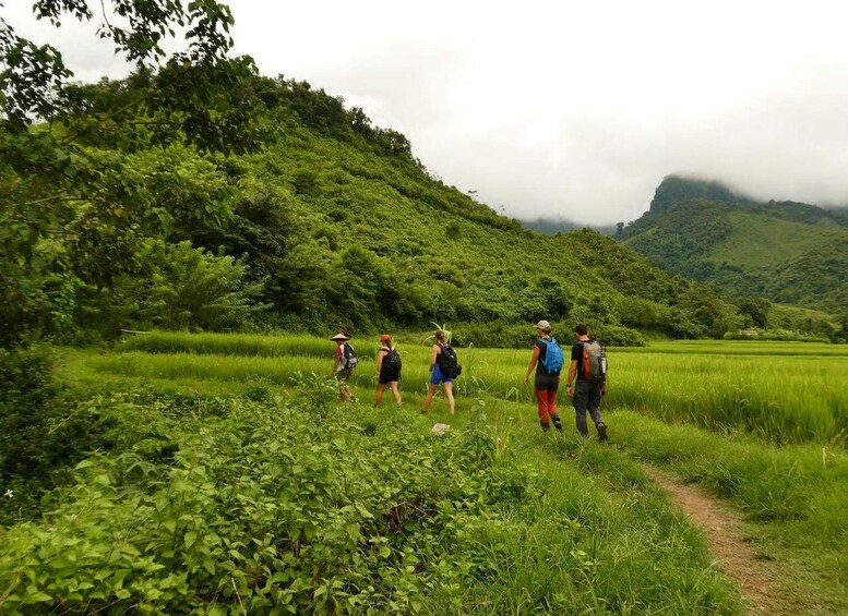 A group of hikers on a trail through a lush green landscape with a hill in the background. 5