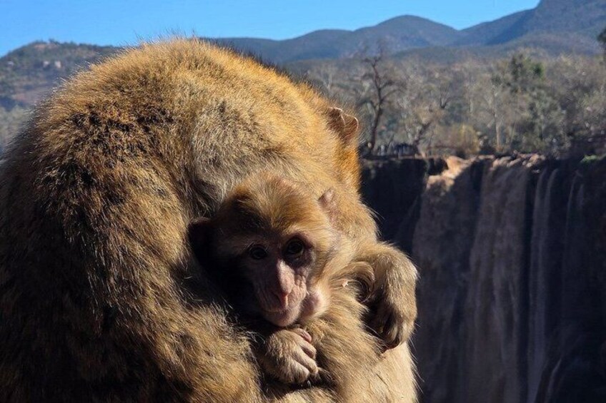 A monkey with a brown coat, sitting on a rock with a canyon in the background. 4