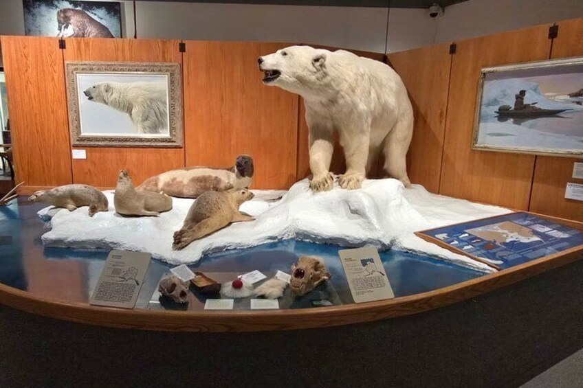 A polar bear exhibit with taxidermy animals and informational displays. 5