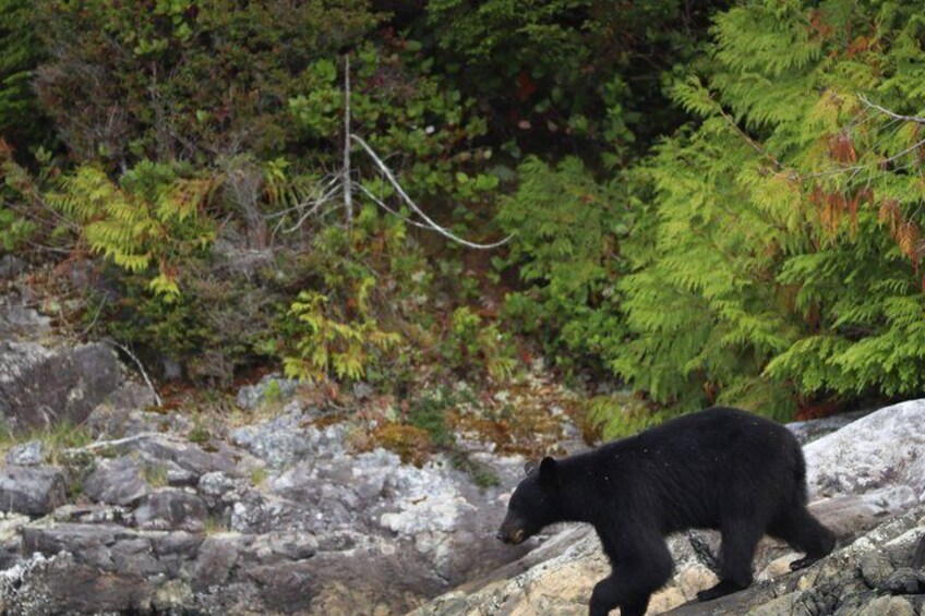 Tofino Bear Watching Tour: Explore Clayoquot Sound 5
