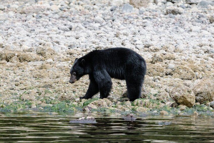 Tofino Bear Watching Tour: Explore Clayoquot Sound 2