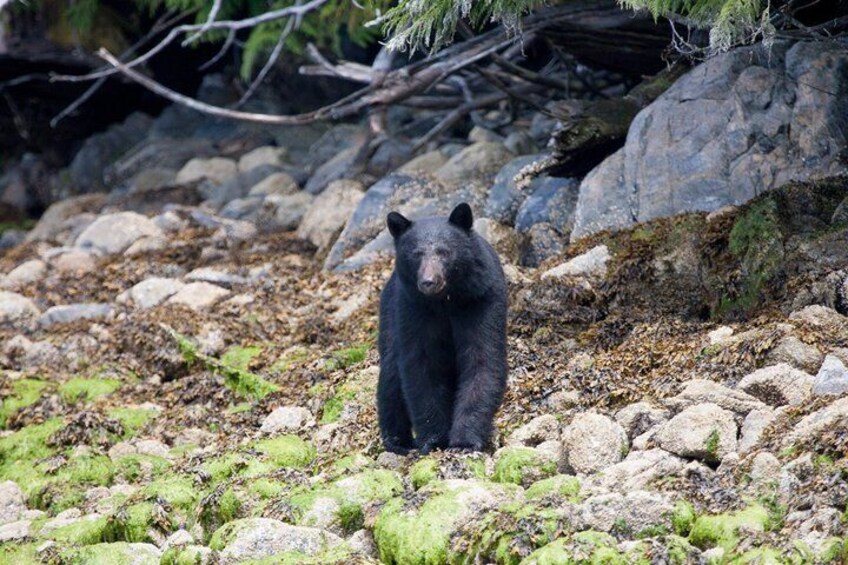 Tofino Bear Watching Tour: Explore Clayoquot Sound 1