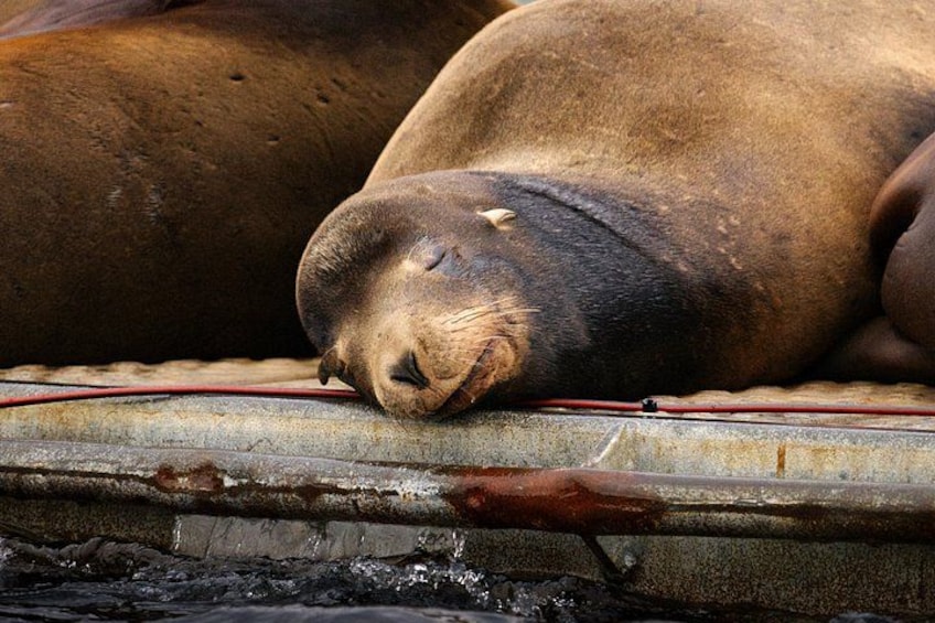 A seal resting on a concrete surface. 4