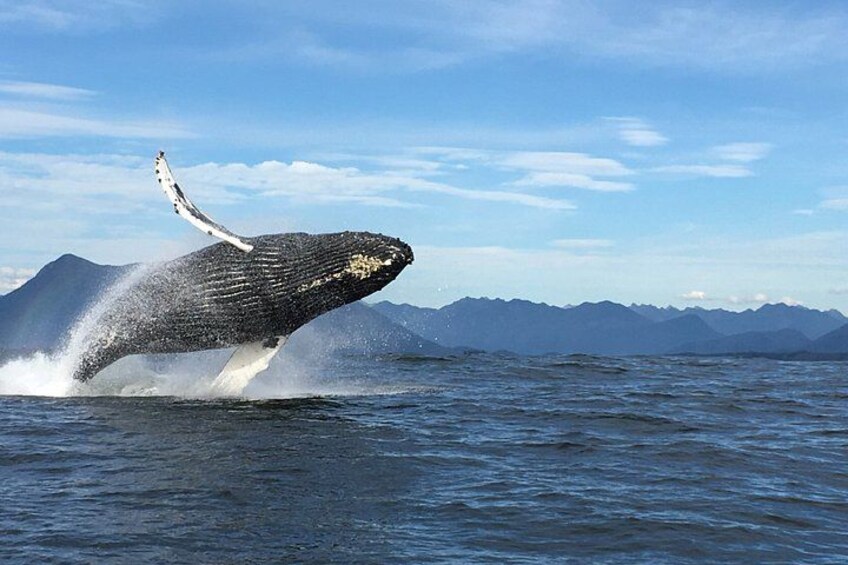 A whale breaching with water splashing around it. 1