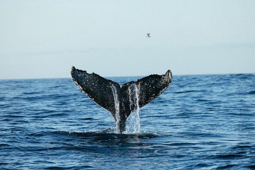 A whale's tail breaching the ocean surface. 5