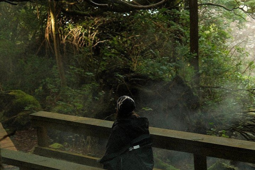 A person standing on a wooden bridge in a forested area. 4