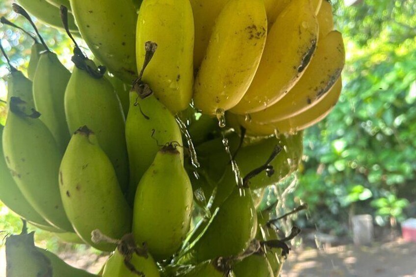 En klase bananer på ett träd, med både gröna och gula bananer. 1