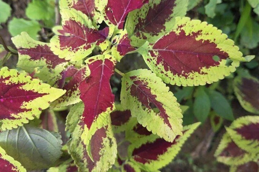 A plant with variegated leaves, predominantly red with yellow edges. 1