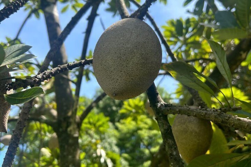 A single fruit hanging from a tree branch. 4