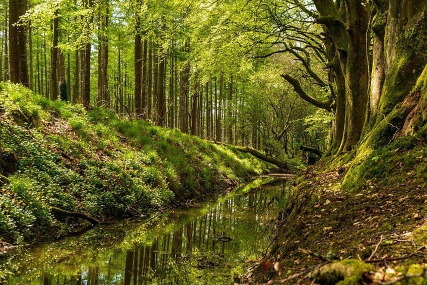A forest with a stream, moss-covered trees, and dense greenery. 5