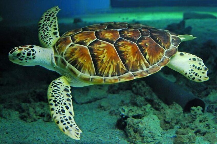 Zanzibar Dolphin Snorkeling Turtle and Kendwa Sunset 5