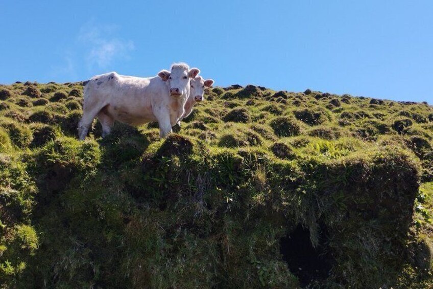 A cow standing on a grassy hill with a clear blue sky in the background. 3