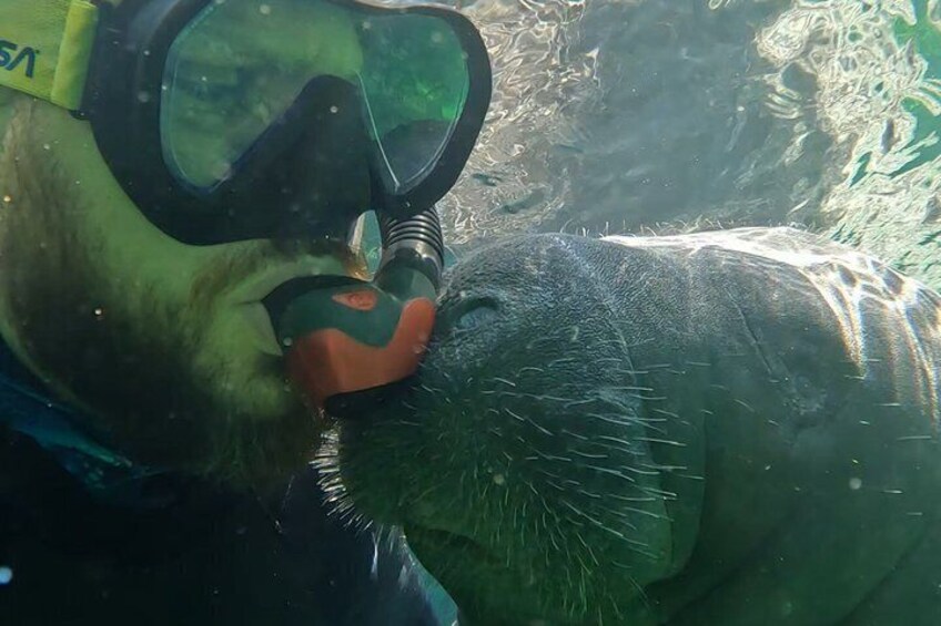 A person snorkeling with a marine animal, likely a sea turtle, in clear water. 3