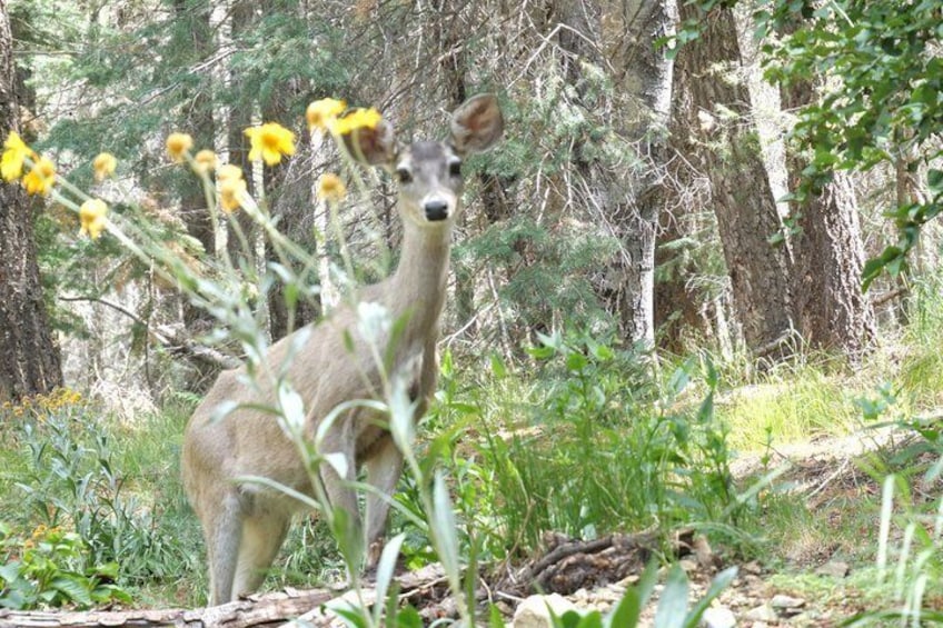A deer in a forest with yellow flowers and green foliage. 5