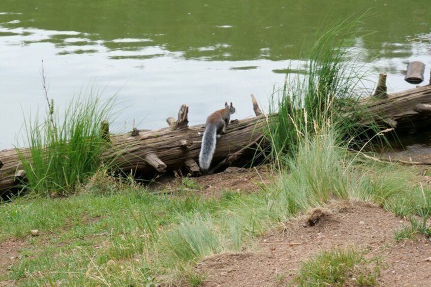 A squirrel on a log by a pond with grass and a fallen tree trunk. 3