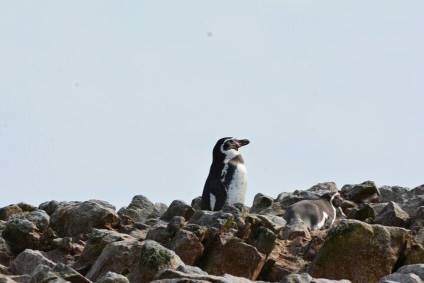 A penguin standing on rocky terrain. 5