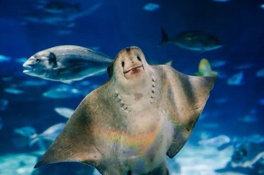 A stingray swimming in an aquarium with other fish in the background. 5