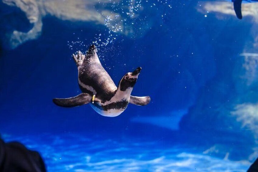 A penguin swimming underwater with bubbles around it. 4