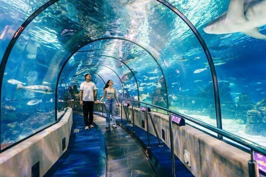 An underwater tunnel with glass walls, fish, and a shark visible. 1