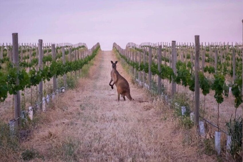 Barossa Valley Wine Tour Self Guided GPS Audio Driving Guide 4