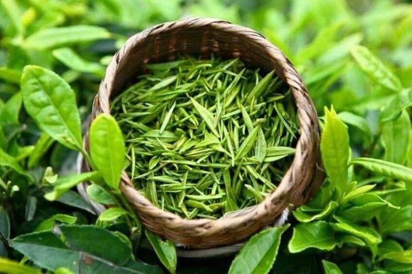 A woven basket filled with green leaves, surrounded by lush green foliage. 5