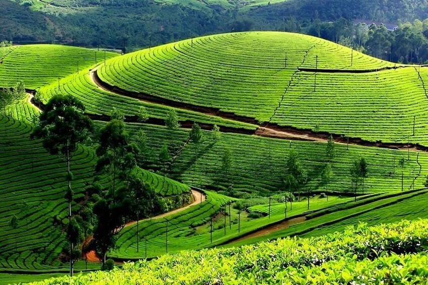 Terraced tea plantations with winding paths. 2