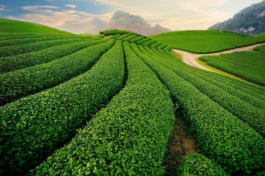 A lush green tea plantation with terraced rows and a dirt path. 1