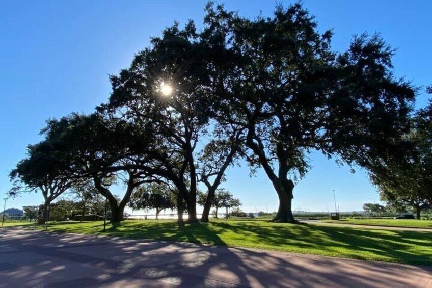 A park with large trees and a clear sky. 2