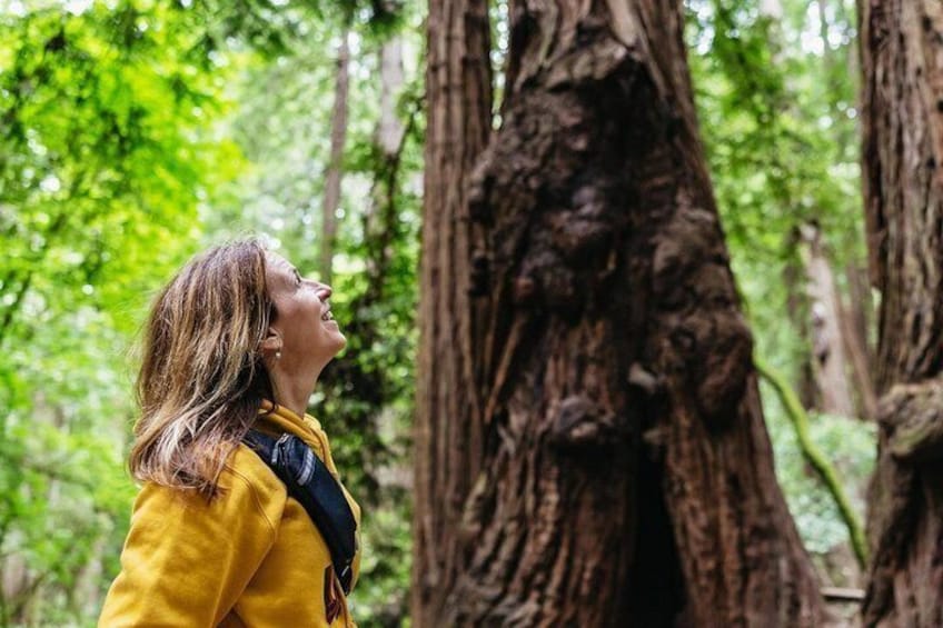 Muir Woods National Monument and Sausalito Day Tour San Francisco 5