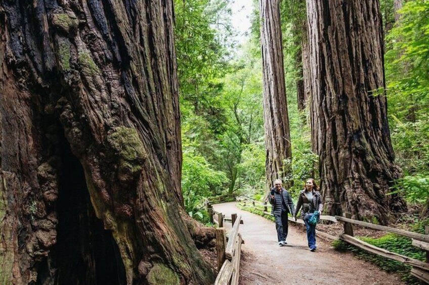 Muir Woods National Monument and Sausalito Day Tour San Francisco 4