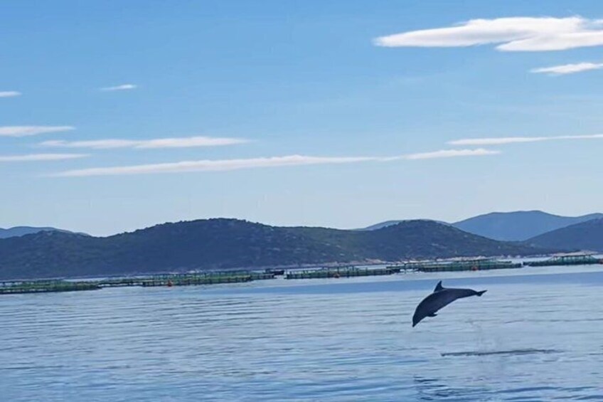 Biograd na Moru Dolphin Watching Cruise with Drinks 5