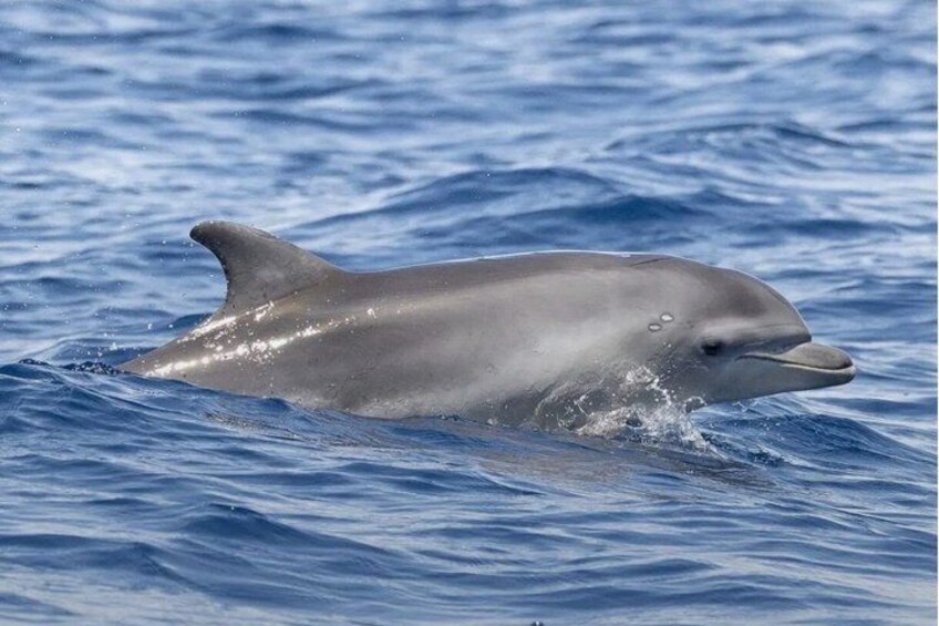 Biograd na Moru Dolphin Watching Cruise with Drinks 3