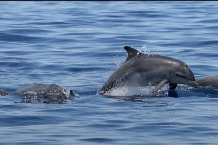 Biograd na Moru Dolphin Watching Cruise with Drinks 1