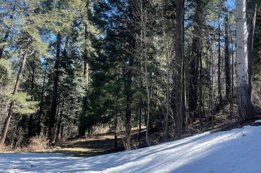 A snow-covered forest with tall trees and a clear sky. 2