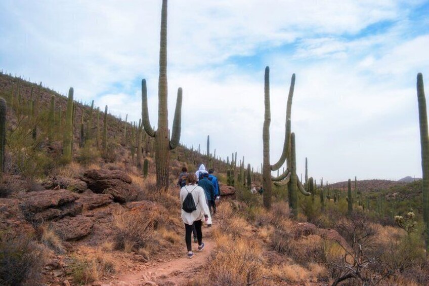 A hiking trail with hikers, surrounded by cacti and dry vegetation. 4