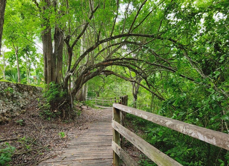 A wooden bridge in a forested area with lush green foliage. 4