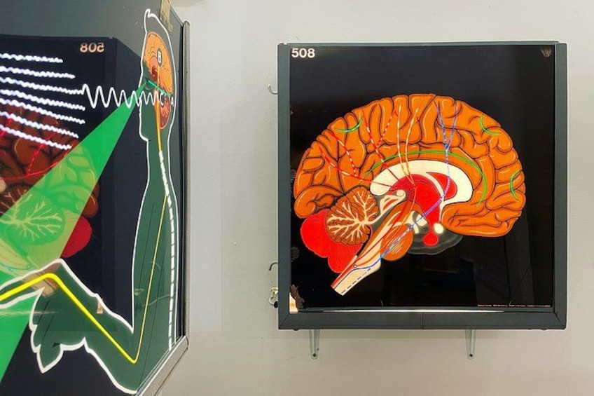 Two wall-mounted displays with scientific illustrations. 1