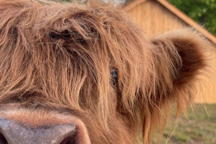 Farm Tour with Wagon Ride and Baby Animal Cuddles 4