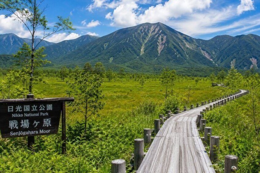 A wooden boardwalk leading through a lush green landscape with mountains in the background. 4