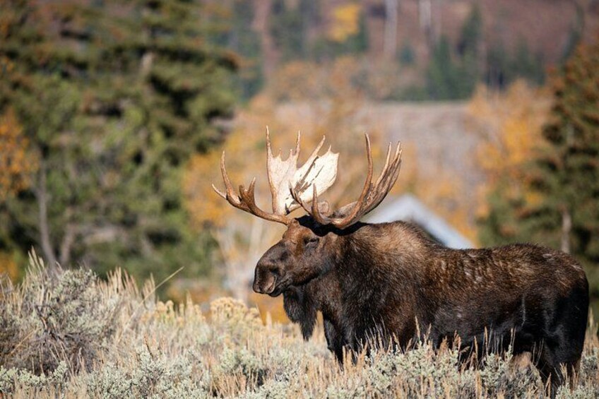 A moose in a natural landscape with trees and shrubs. 4