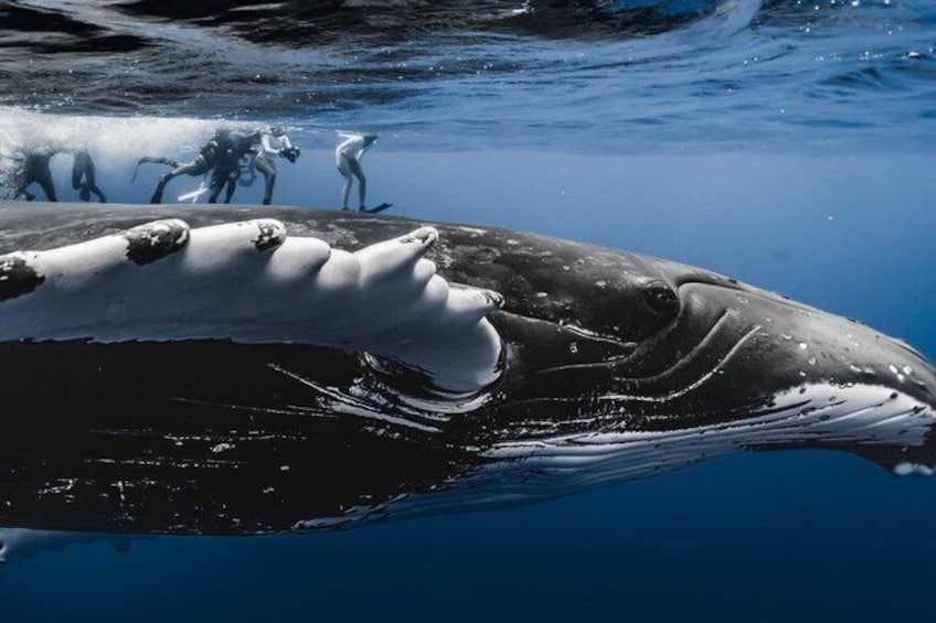 A whale swimming in the ocean. 1