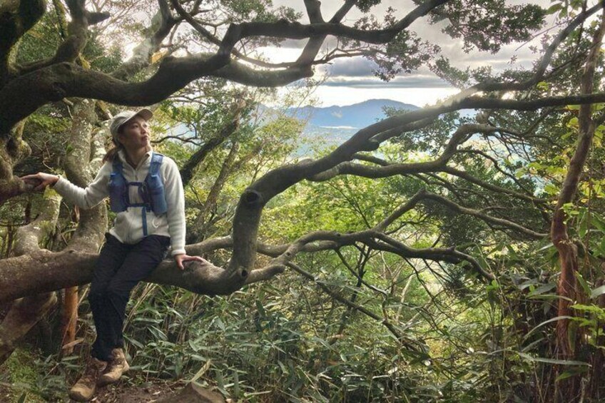 A person sitting on a tree branch in a forested area with a mountainous landscape in the background. 4