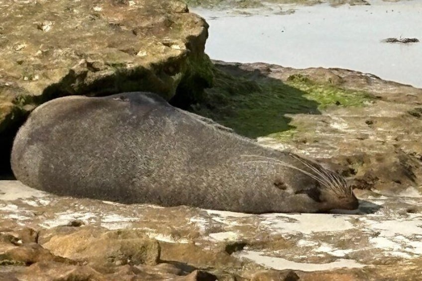 A seal resting on a rocky shore. 2