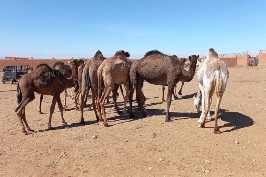 A group of camels in a desert with a clear sky. 5