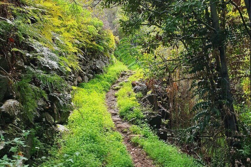 A narrow forest path surrounded by lush greenery and a stone wall. 1