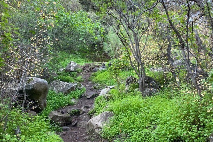 A forested area with a rocky stream bed, lush green vegetation, and large boulders. 3